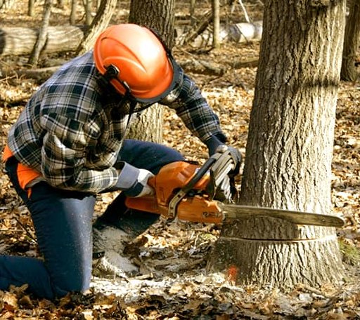 Tree Removal in Kite, GA